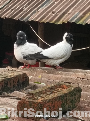 Nun kobutor , নান কবুতর